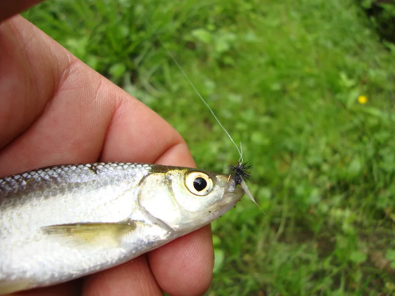 pêche à la mouche artificielle