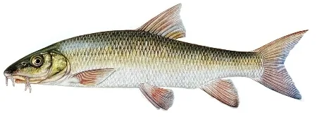 Barbillon