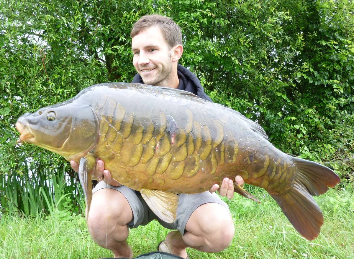 Carpe miroir géante