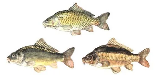 les carpes en France