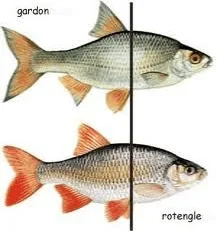Gardon et rotengle