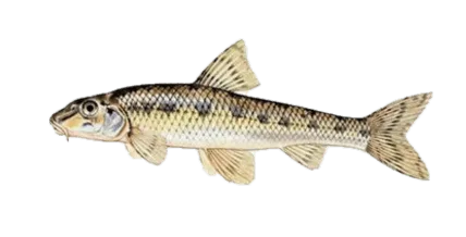 Le goujon