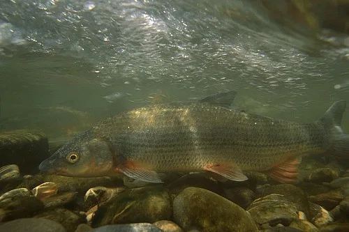 Hotu dans le milieu aquatique