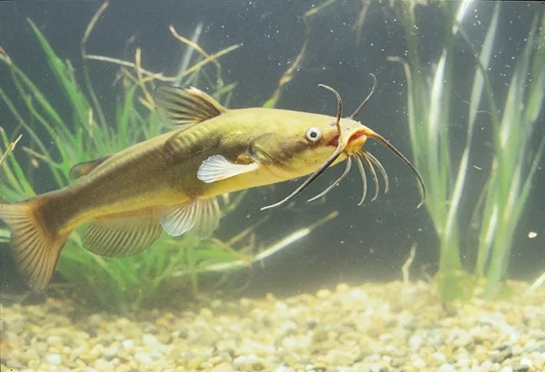 Poisson-chat sous l'eau