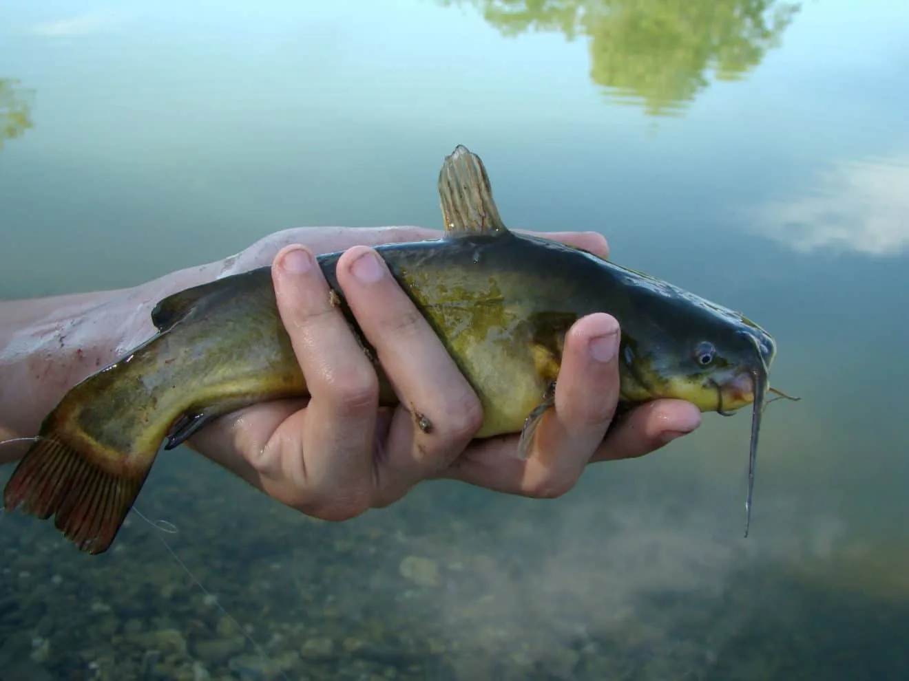 Poisson chat fraîchement pêché