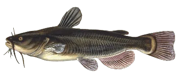Ictalurus melas