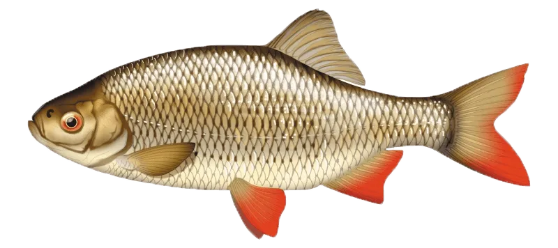Le rotengle