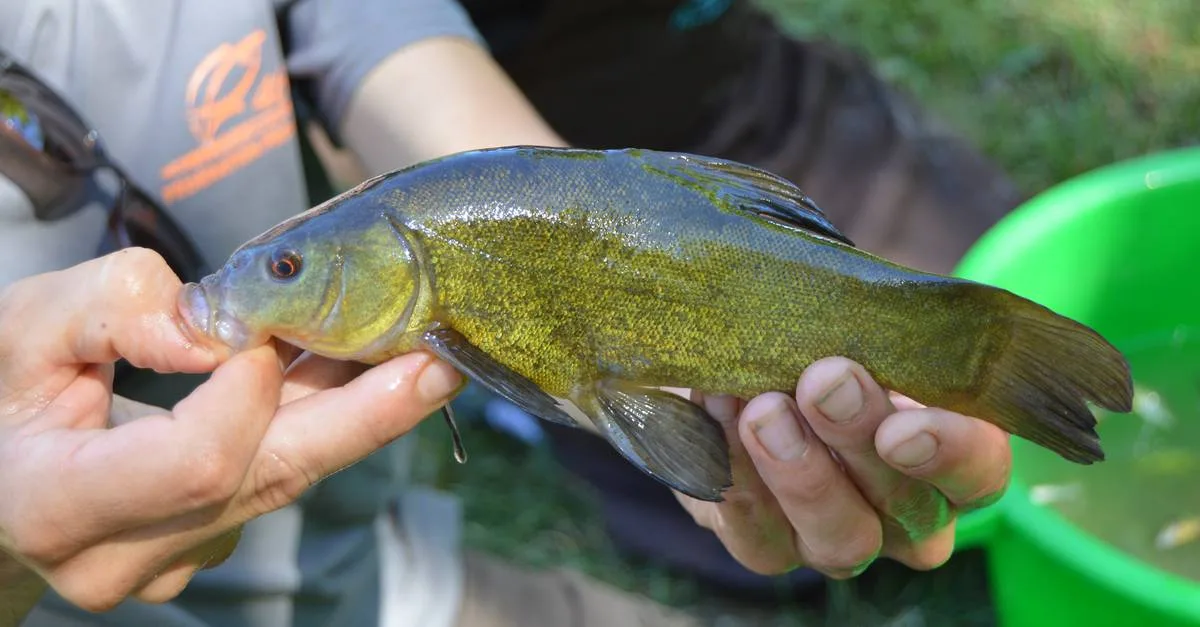 Une jolie tanche fraîchement pêchée