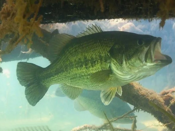 Black-bass dans son milieu préféré