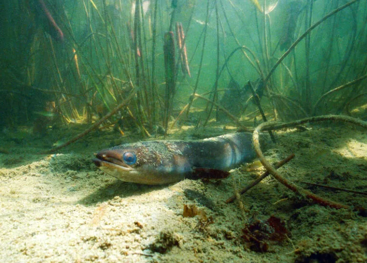 Anguille sous l'eau