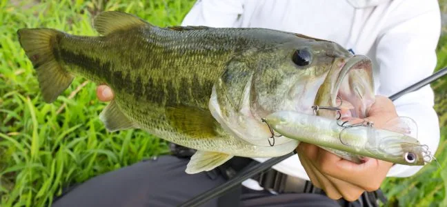 black-bass pêché au leurre