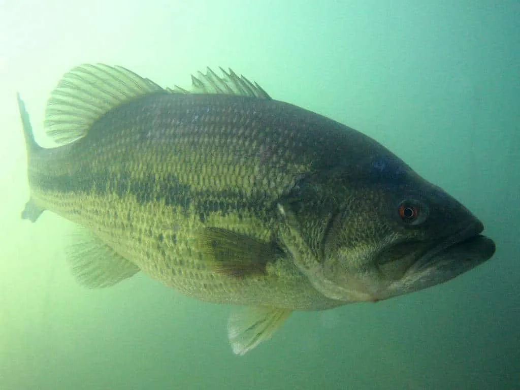black-bass-sous l'eau