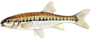 Vairon