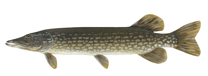Esox lucius