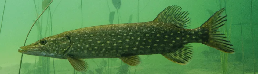 Brochet à l'affût