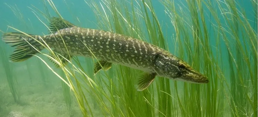 Le brochet dans ses herbes aquatiques