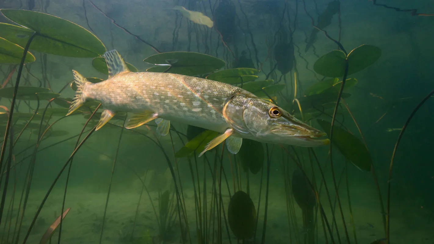 Brochet posté sous les nénuphars