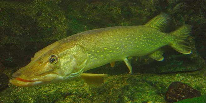 Brochet en aquarium