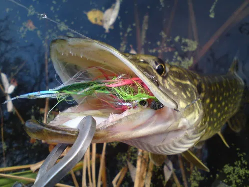 Brochet pris à la mouche