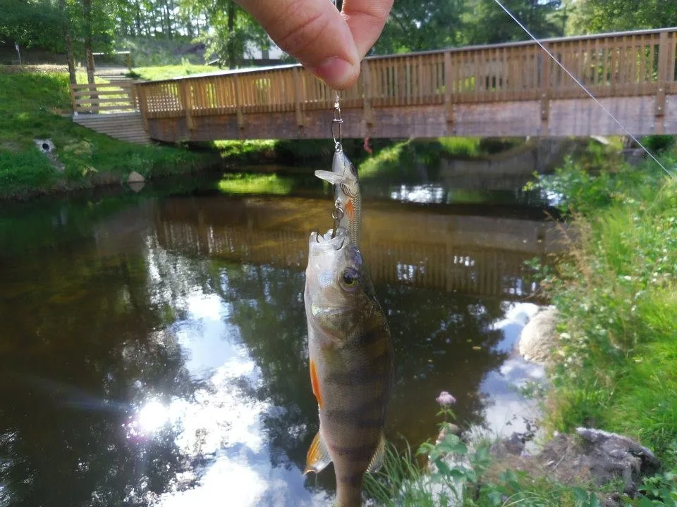 Leurre poisson nageur pour la perche