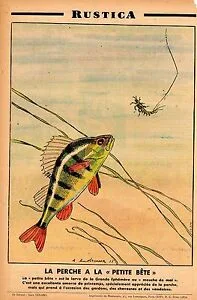 Pêche à la petite bête