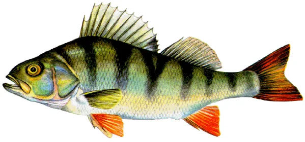 Perca fluviatilis