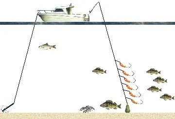 Pêche de la perche à la gambe