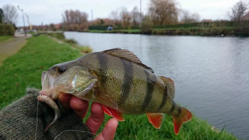 Pêche à la perche au vif