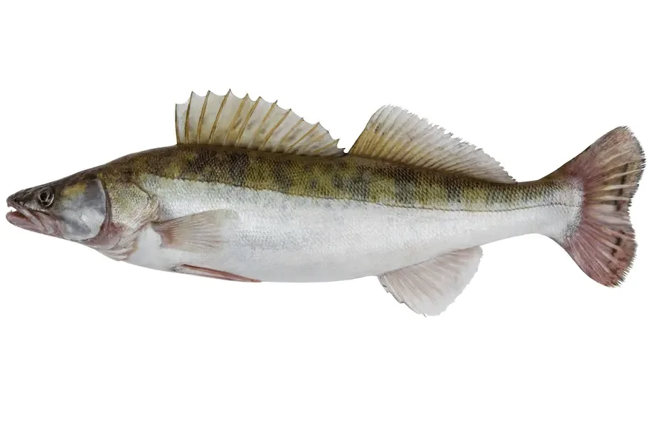 Le sandre : Stizostedion Lucioperca