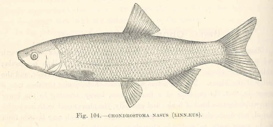 Hotu (Chondrostoma nasus) : profil et bouche infère caractéristique